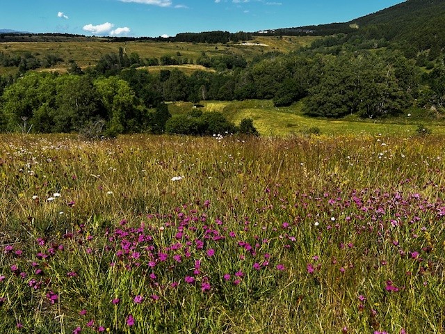 Prairie Eyne
